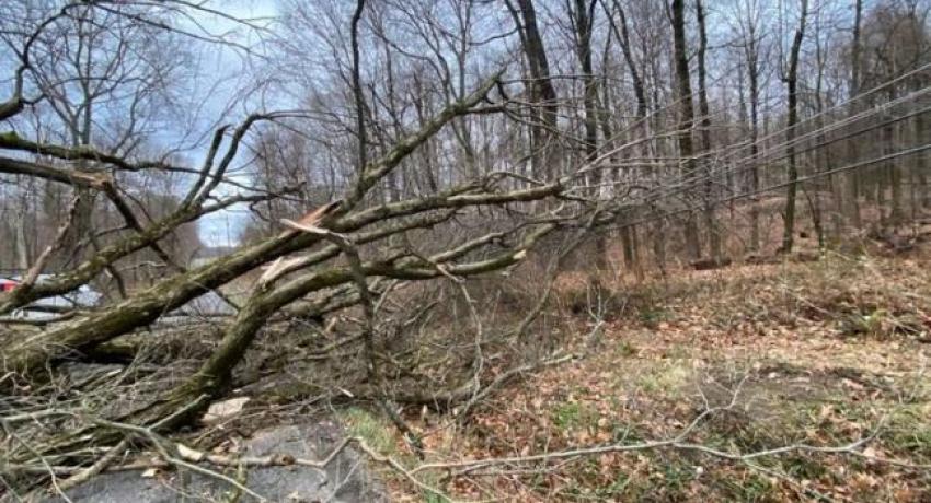 Downed tree in Consolidated Cooperative territory