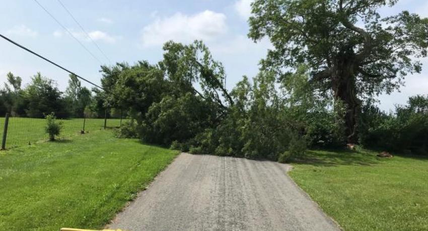 Downed tree in South Central Power territory