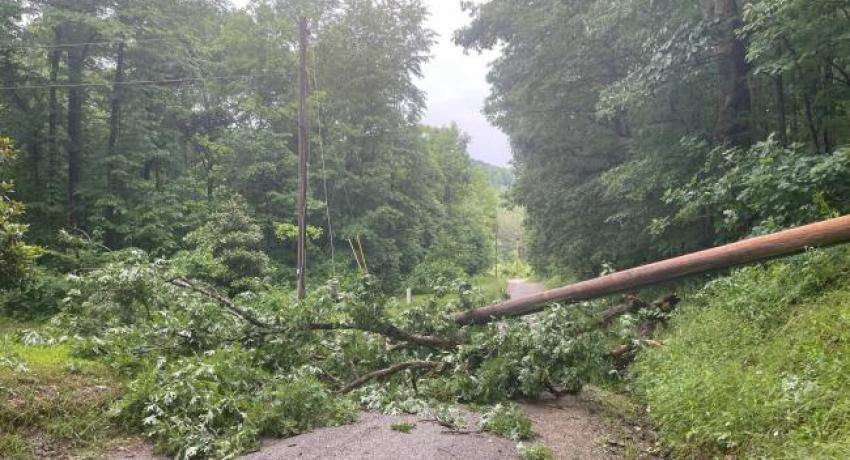 Downed tree in South Central Power territory