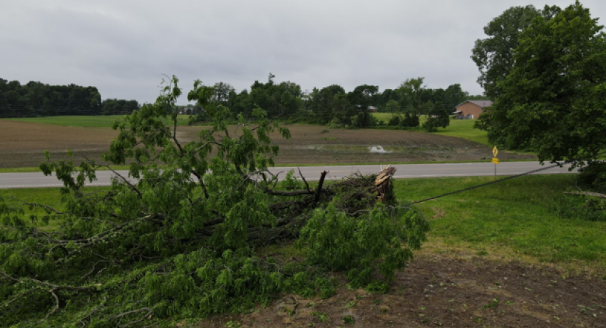 Downed tree in Consolidated Cooperative territory